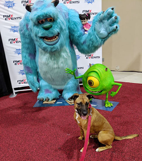 Bella Celebrity Fan Fest 1