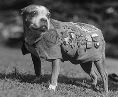 Stubby