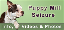 Houston Puppy Mill Seizure