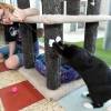 Animal Interactions Cat