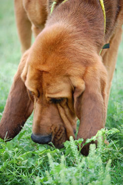 Sniffing dog