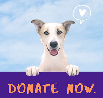 donate