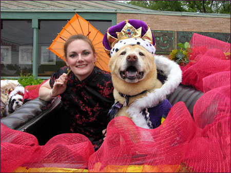 Dingo - HSSA Ruling Dogs of China Battle of Flowers Parade
