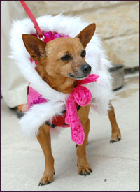 Trixie - Duchess of the In-Destructible Chew Toy