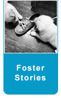 foster button stories1