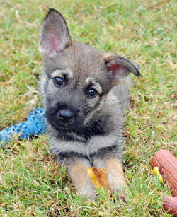 Foster puppy