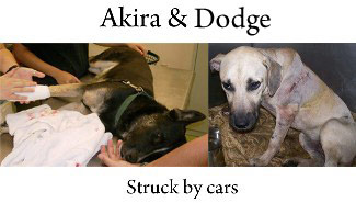 Akira and Dodge