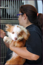 Animal Cruelty Case