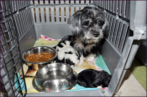 Puppy Mill - Molly with puppies