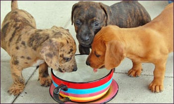 Puppies Drinking Water