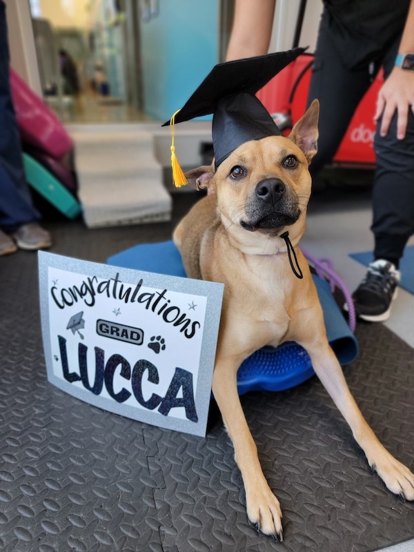 dog in graduation cap