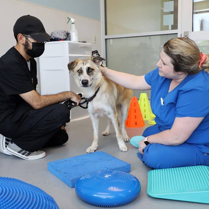 A dog doing rehab with staff