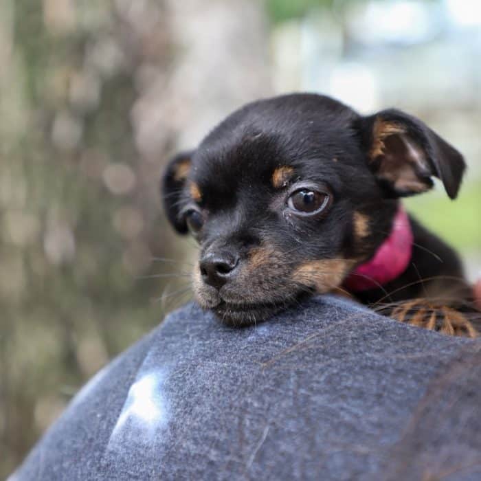 a dog looking over someone's shoulder