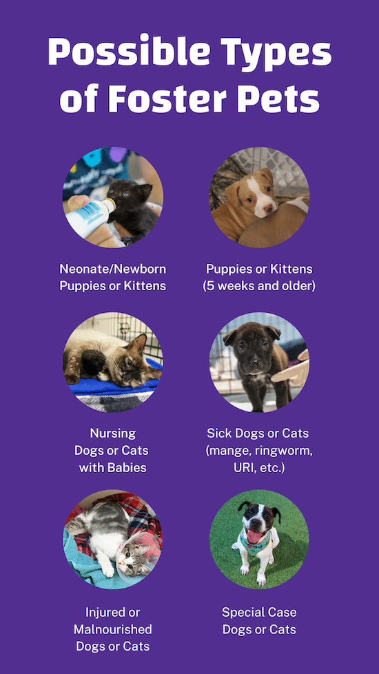 types of foster pets