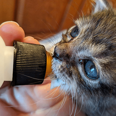 kitten drinking from bottle