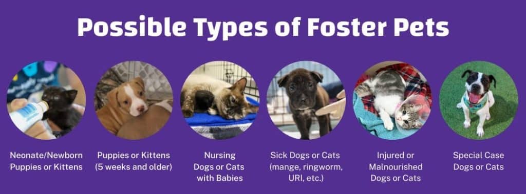 foster pet types