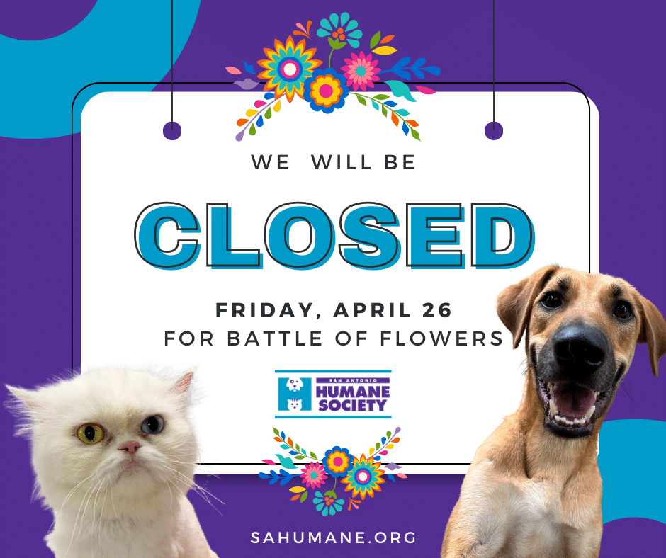 sahs closed april 26 for battle of flowers