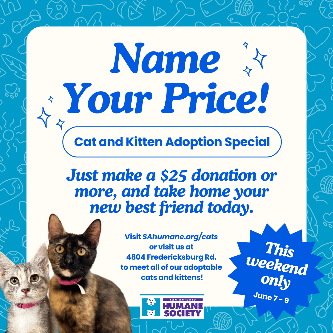 name your price cat adoption special