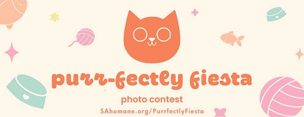 purrfectly fiesta photo contest