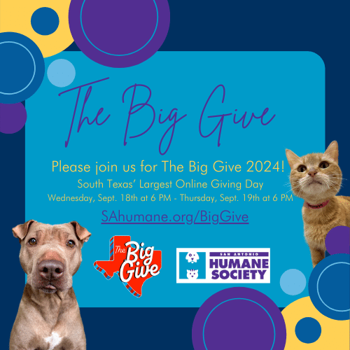 the big give 2024