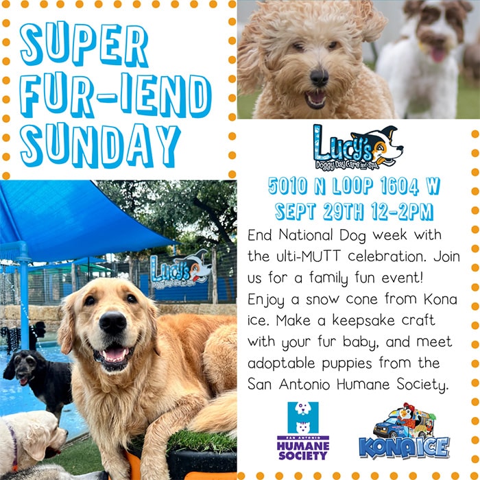 national dog week celebration at lucys doggy daycare and spa