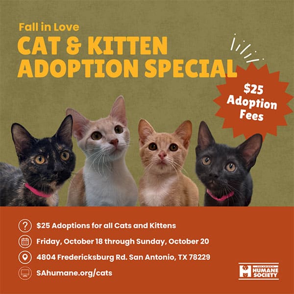 fall in love cat and kitten adoption special