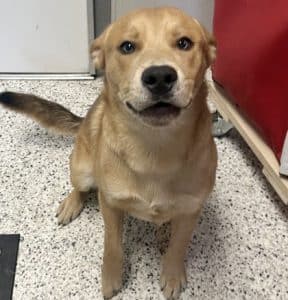 Count Coco Fang medical story
