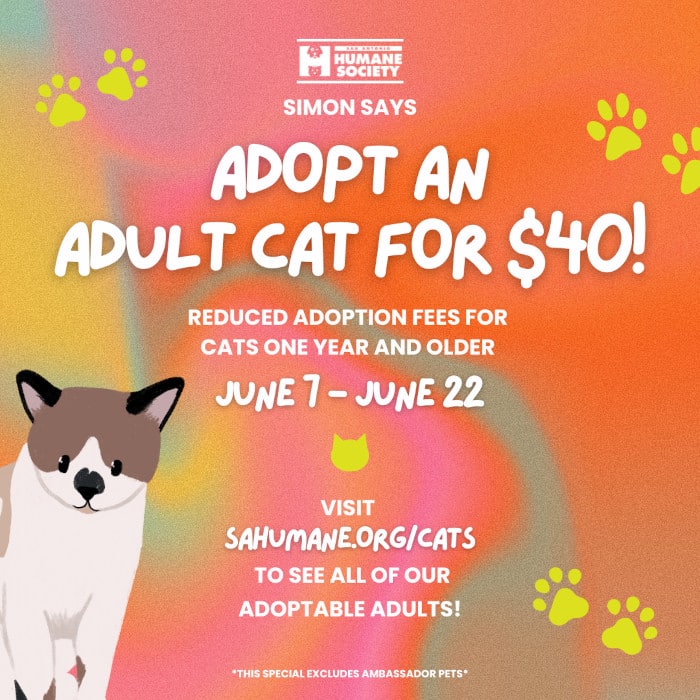 Simon Says adopt an adult cat
