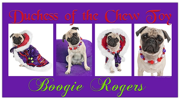 Boogie Duchess of the chew toy 2025