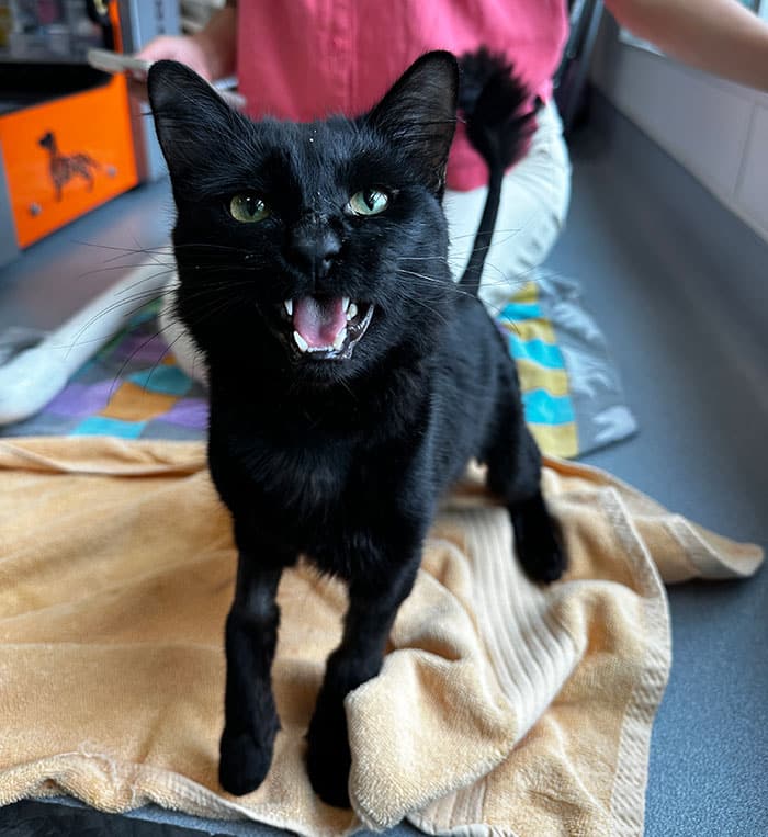Meet Wagoogus — one brave little guy