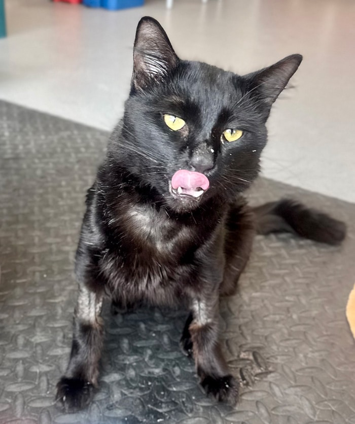 Meet Wagoogus — one brave little guy