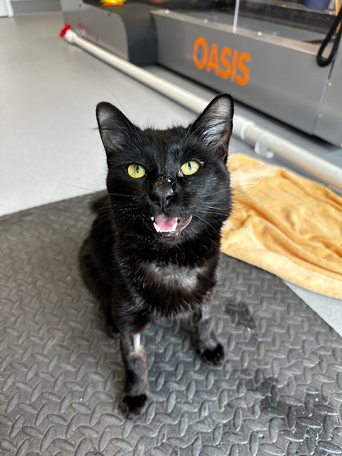 Meet Wagoogus — one brave little guy