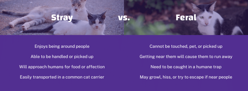 feral vs stray cat the difference