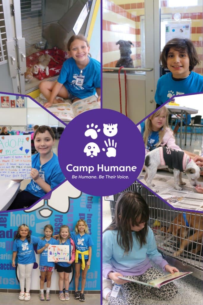 Camp Humane photo collage