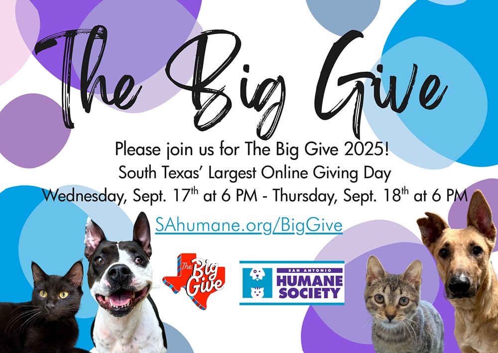 The Big Give 2025
