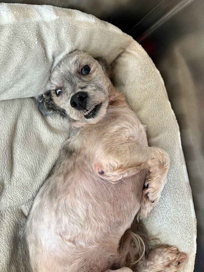 Wallace