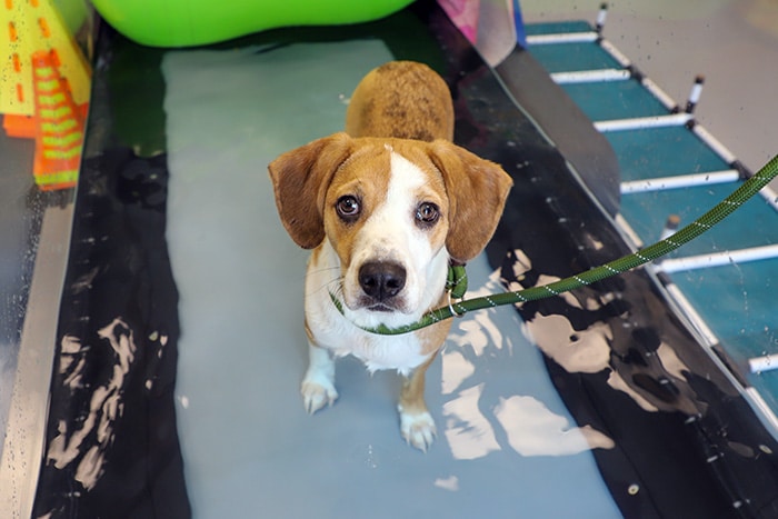 Meet Firestone! A strong and sweet pup who is full of spirit.