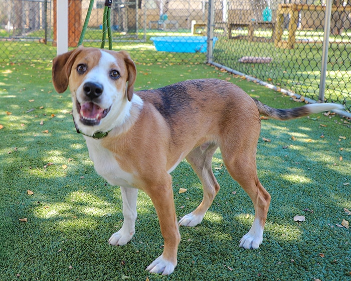 Meet Firestone! A strong and sweet pup who is full of spirit.