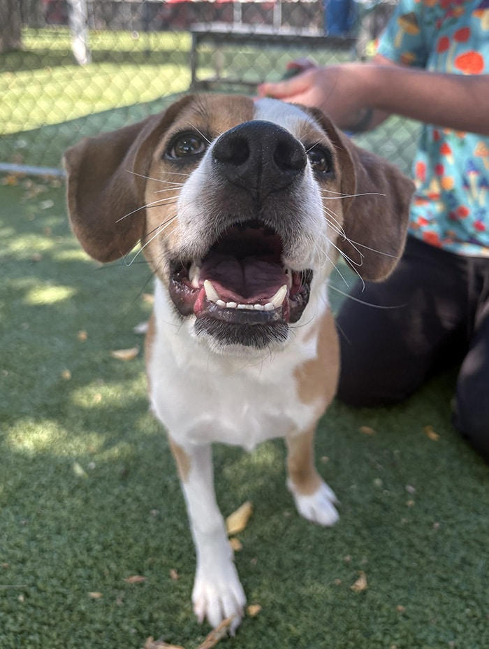 Meet Firestone! A strong and sweet pup who is full of spirit.