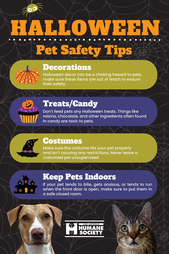 Halloween Pet Safety Tips