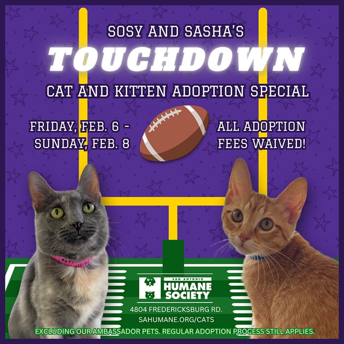 Sosy and Sasha's touchdown cat and kitten adoption special at the SAHS