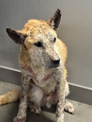 Medical story Kevin - a resilient and soft-natured senior dog that came to the SAHS in urgent need of medical care