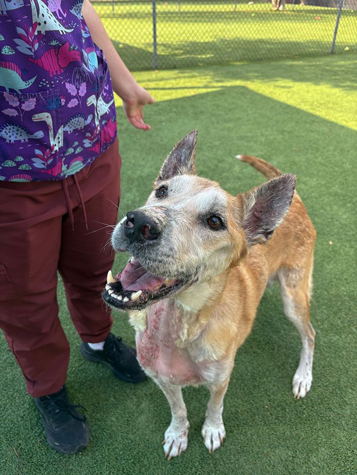 Medical story Kevin - a resilient and soft-natured senior dog that came to the SAHS in urgent need of medical care