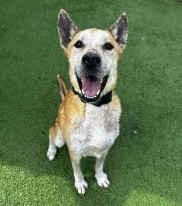 Medical story Kevin - a resilient and soft-natured senior dog that came to the SAHS in urgent need of medical care