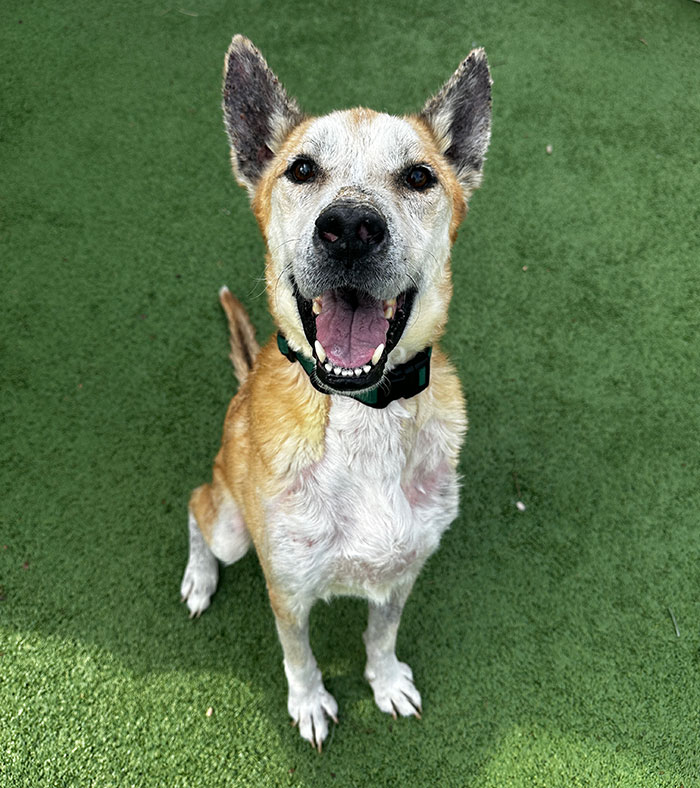 Medical story Kevin - a resilient and soft-natured senior dog that came to the SAHS in urgent need of medical care