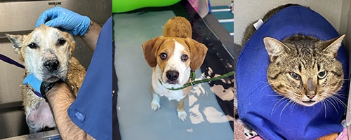 Medical stories graphic of pets getting helped