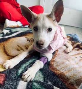 Chase - Medical story dog