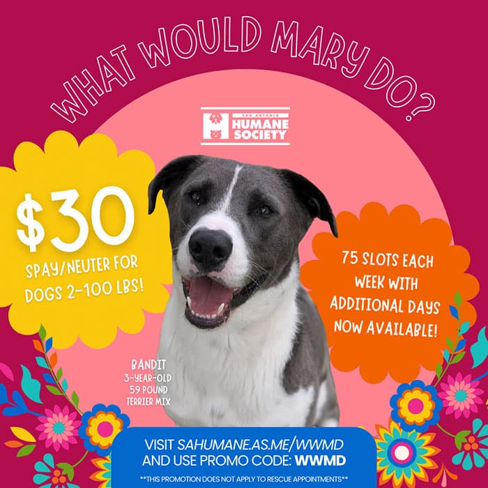 What Would Mary Do? sponsored spay/neuter for dogs