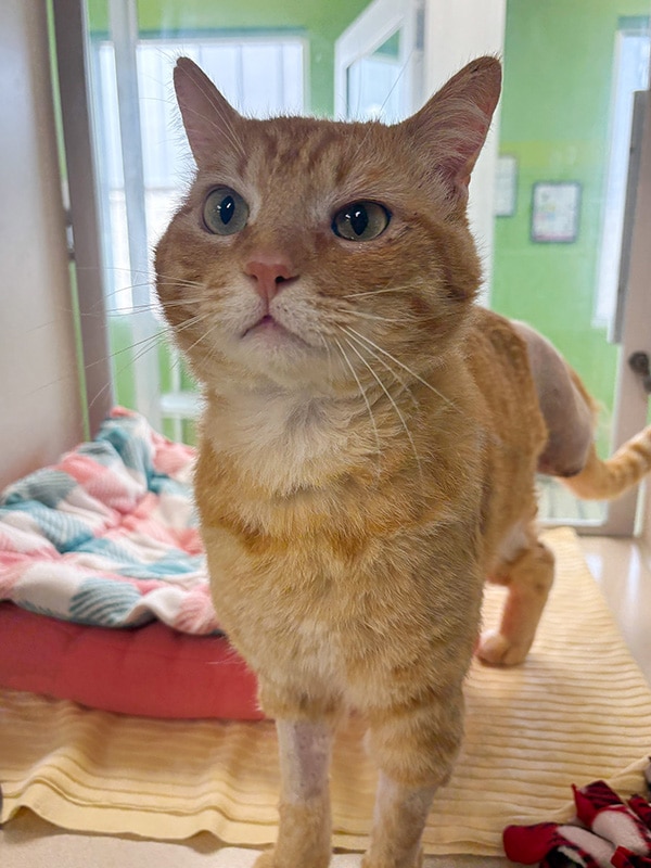 Dwayne - Medical story