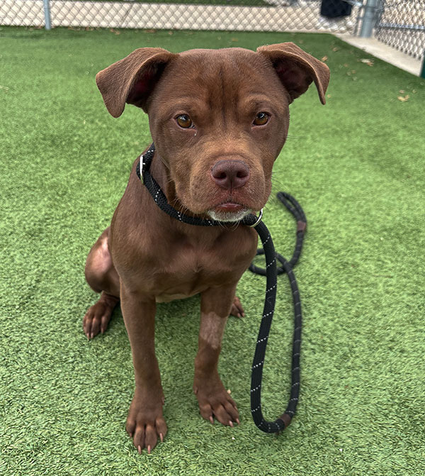 Shirly medical story